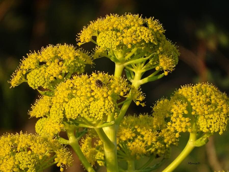 The cytotoxic properties of natural coumarines isolated from roots of <i>Ferulago campestris</i> (Apiaceae) and of synthetic ester derivatives of aegelinol