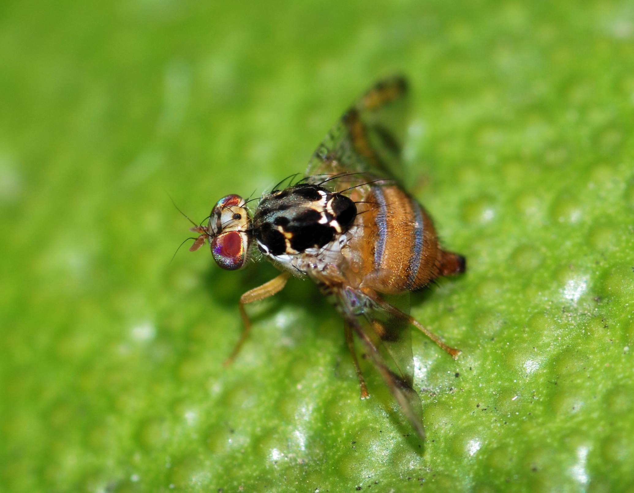 First data on the repellent activity of essential oils of <i>Citrus limon</i> towards medfly (<i>Ceratitis capitata</i>)