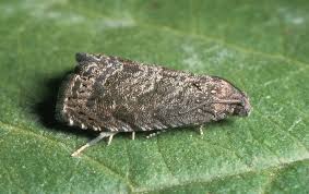 Electrophysiological and behavioral responses of Oriental fruit moth to the monoterpenoid citral alone and in combination with sex pheromone