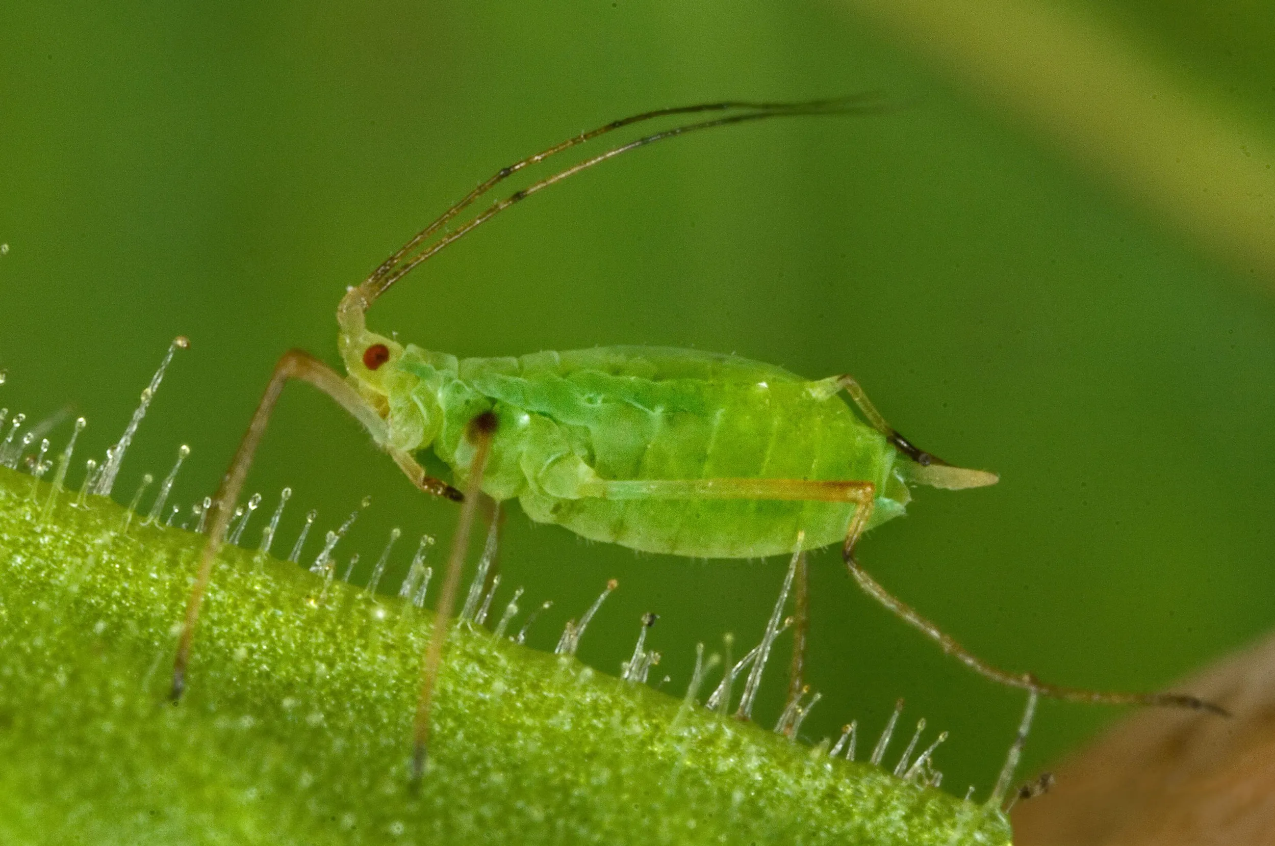 Plant essential oils synergize and antagonize toxicity of different conventional insecticides against <i>Myzus persicae</i> (Hemiptera: Aphididae)