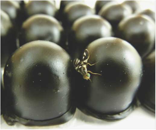 Collection of host-marking pheromone from <i>Rhagoletis mendax</i> (Diptera: Tephritidae)