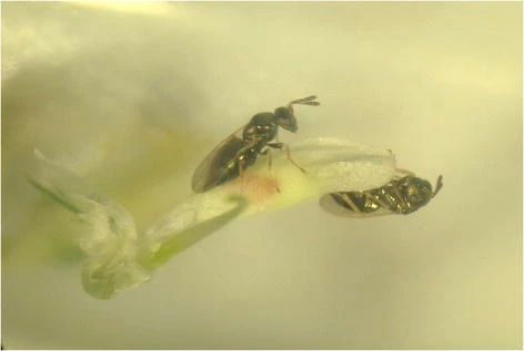 Attraction of the Larval Parasitoid <i>Spintherus dubius</i> (Hymenoptera: Pteromalidae) to Feces Volatiles from the Adult Apion Weevil Host