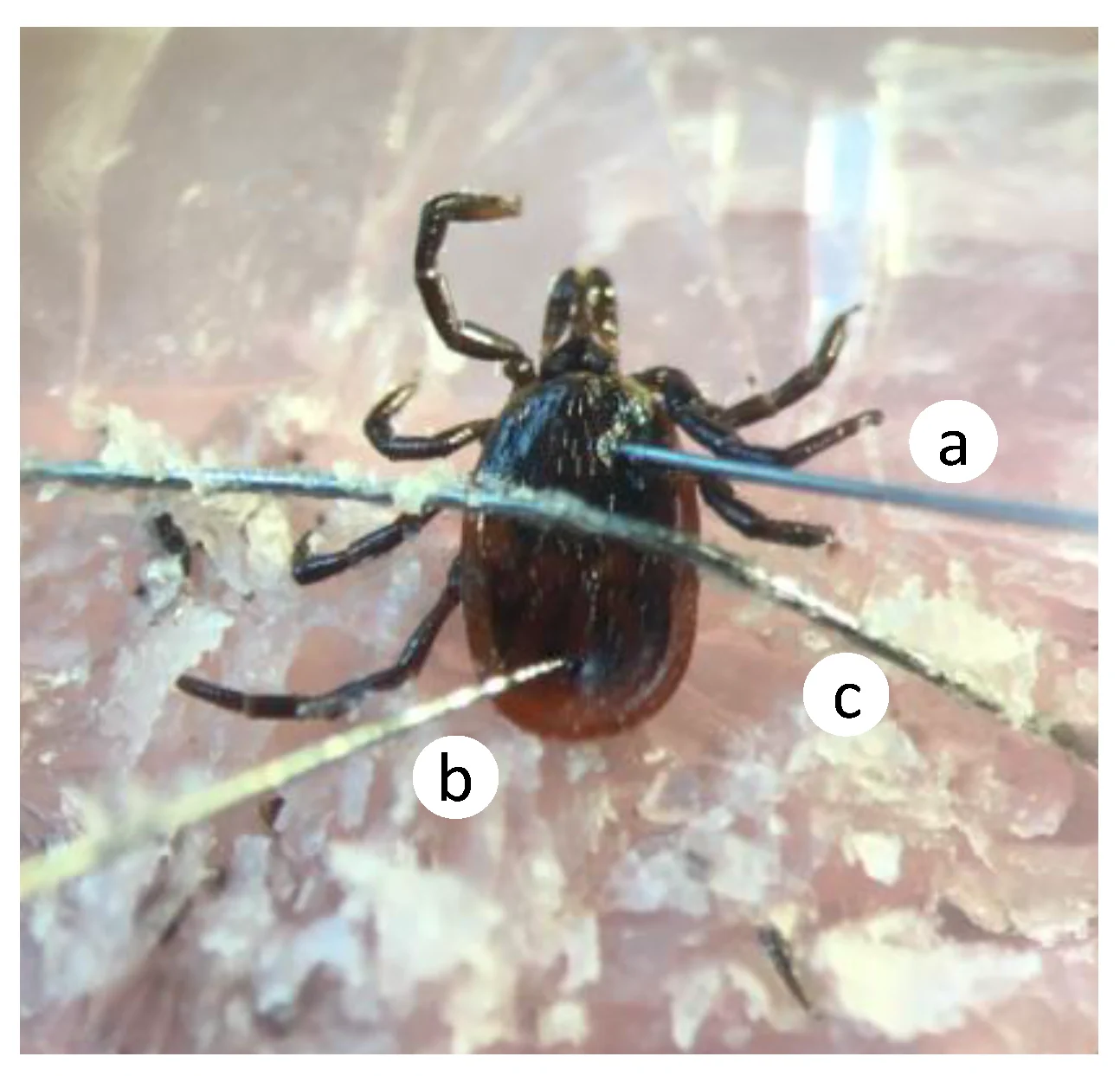 Chemosensory and behavioural responses of <i>Ixodes scapularis</i> to natural products: Role of chemosensory organs in volatile detection