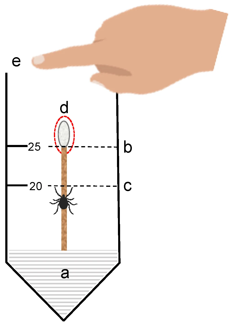 Synthesis and Characterization of β-Cyclodextrin-Essential Oil Inclusion Complexes for Tick Repellent Development