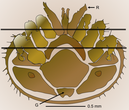 <i>Varroa destructor</i> (Mesostigmata: Varroidae) electrophysiological activity towards common yarrow (Asteraceae) essential oil and its components