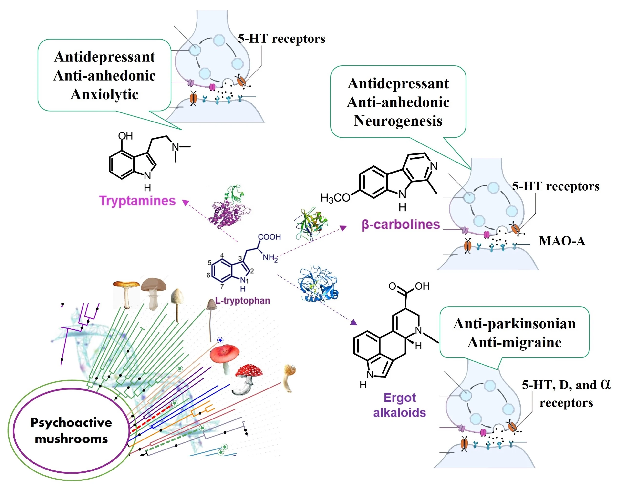 Indole alkaloids from psychoactive mushrooms: Chemical traits and pharmacological potential as psychotherapeutic agents