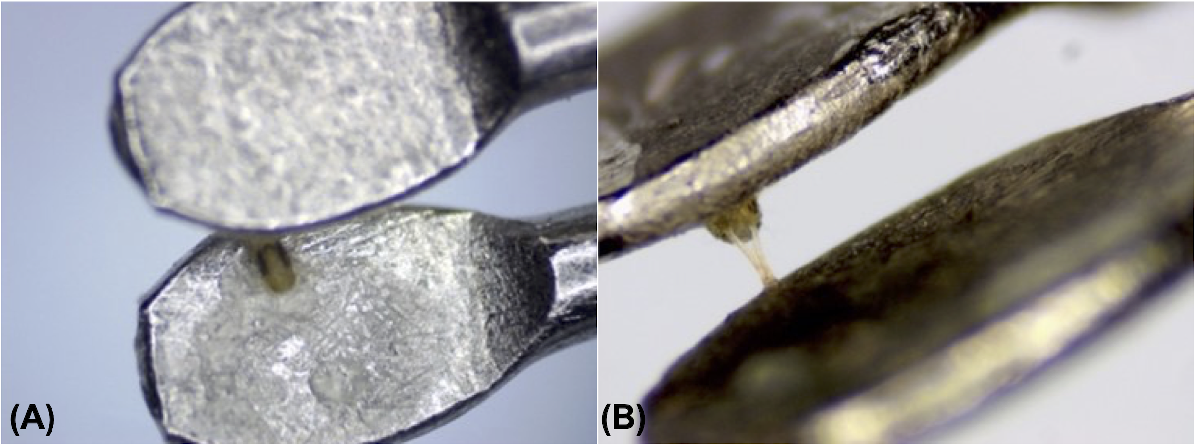 Investigating chemoreception and behavioural responses of <i>Tetranychus urticae</i> (Trombidiformes: Tetranychidae) to organic acids, aldehydes and essential oil components