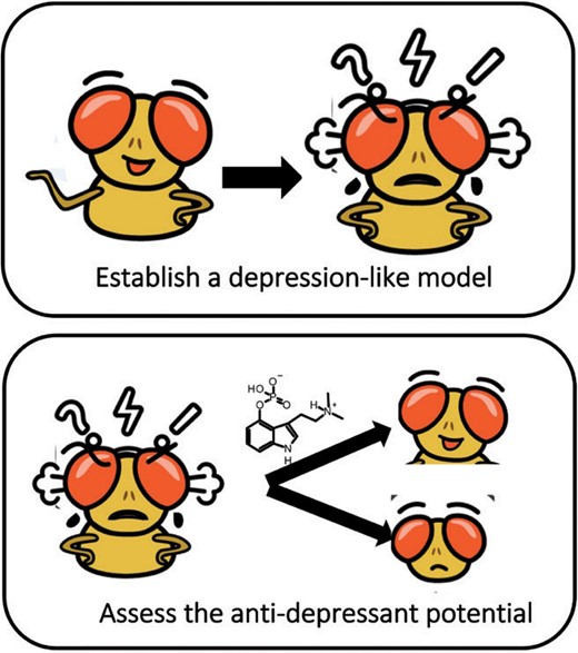 Flies on ’Shrooms: Studying the Psychotherapeutic Potential of Psilocybin using <i>Drosophila</i>
