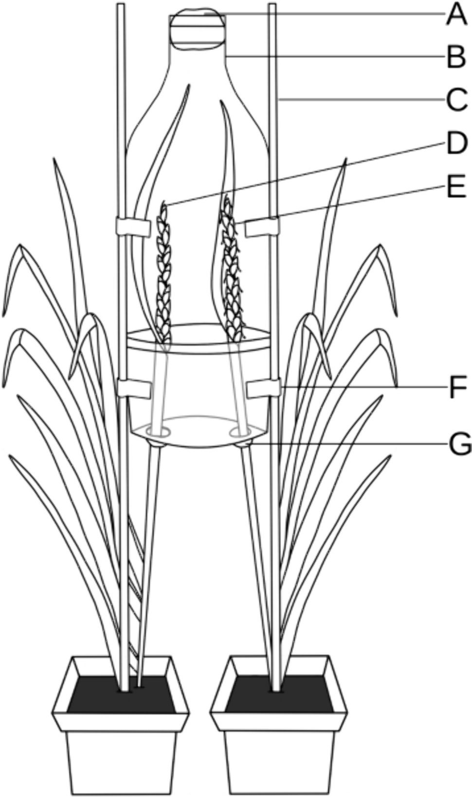Volatile organic compounds mediate host selection of wheat midge, <i>Sitodiplosis mosellana</i> (Géhin) (Diptera: Cecidomyiidae) between preanthesis and postanthesis stages of wheat