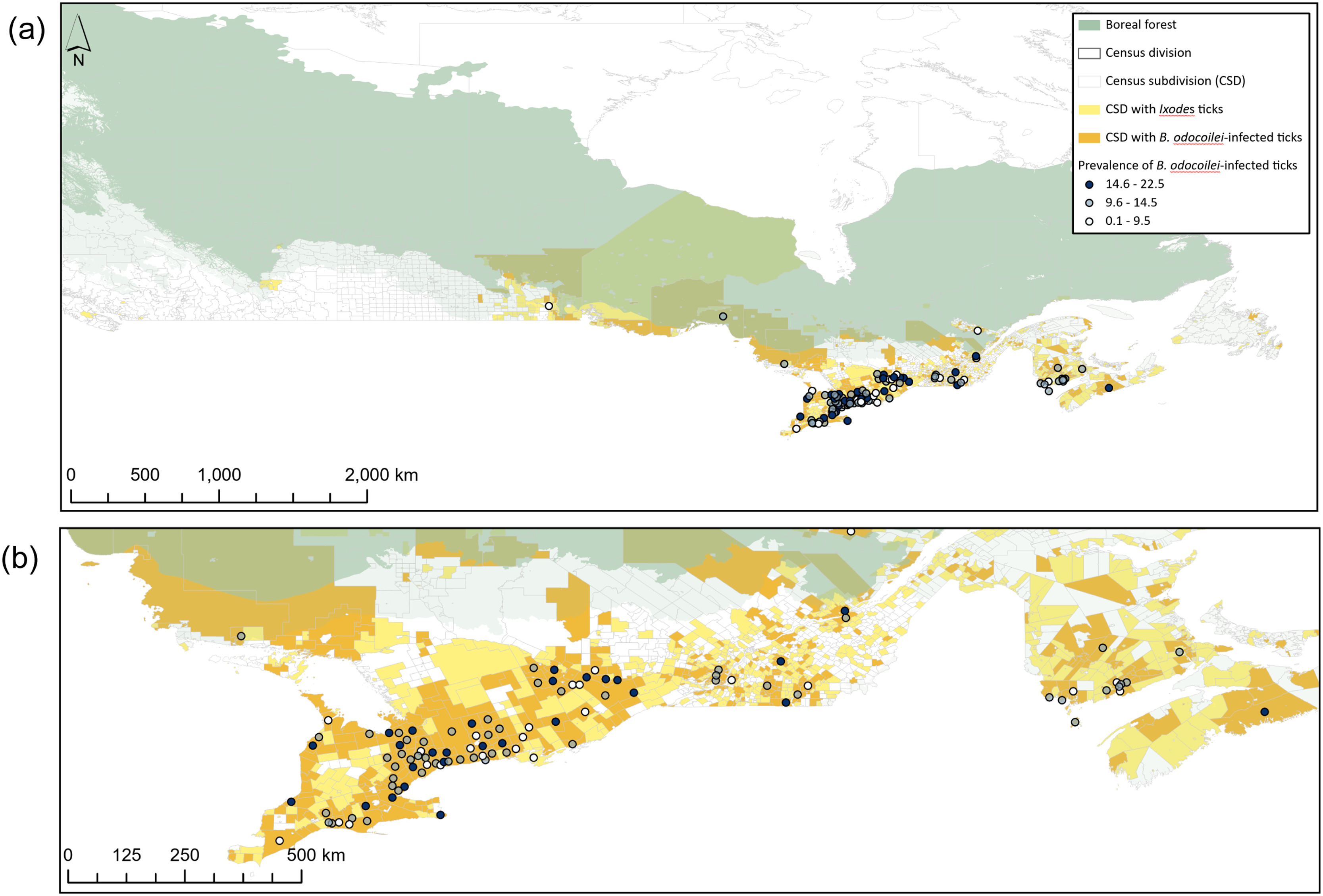 The distribution of <i>Babesia odocoilei</i> in <i>Ixodes</i> species ticks in Canada: Implications for one health surveillance