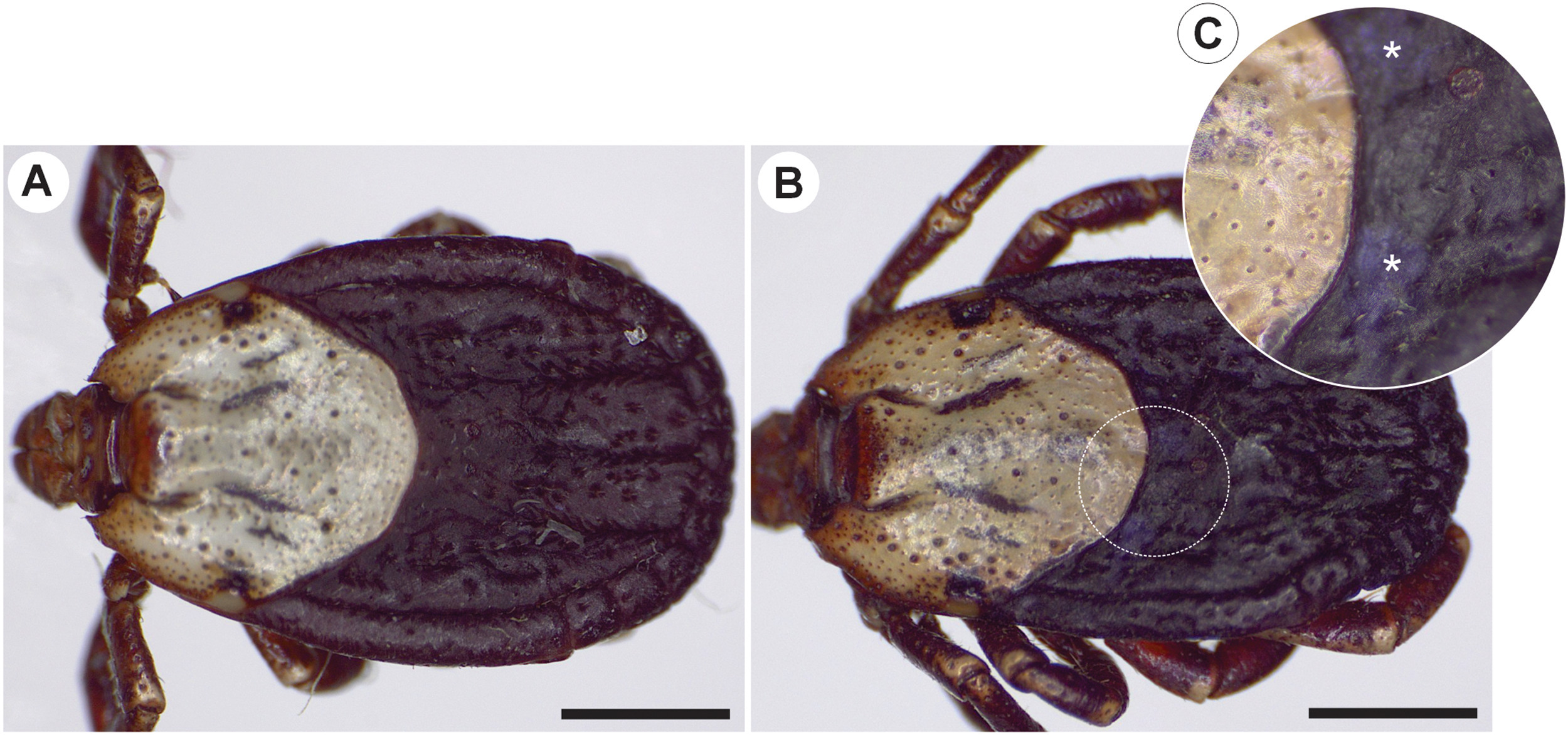 <i>In vitro</i> assessment of entomopathogenic potential of <i>Clonostachys rosea</i> (Ascomycota: Hypocreales) against <i>Ixodes scapularis</i> (Acari: Ixodidae) and <i>Dermacentor variabilis</i> (Acari: Ixodidae) ticks