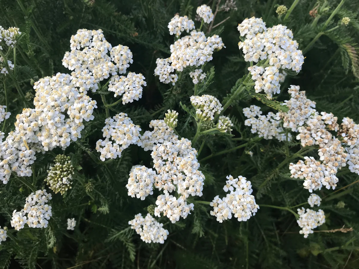 Common yarrow (<i>Achillea millefolium</i>) essential oil and main components as potential repellents and acaricides against <i>Ixodes scapularis</i> and <i>Dermacentor variabilis</i> (Acari: Ixodidae) ticks